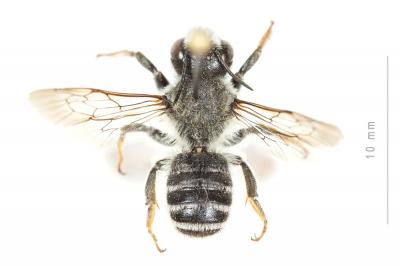  Megachile ericetorum Lepeletier, 1841