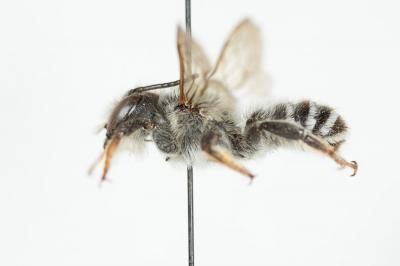  Megachile ericetorum Lepeletier, 1841