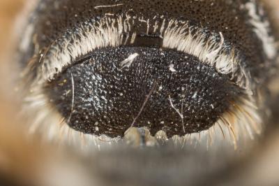  Megachile ericetorum Lepeletier, 1841