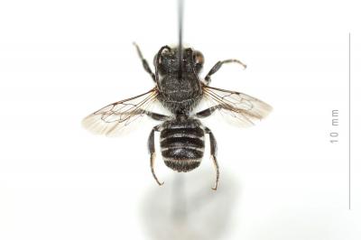  Megachile rotundata (Fabricius, 1793)