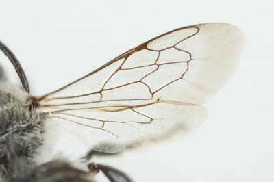  Megachile rotundata (Fabricius, 1793)