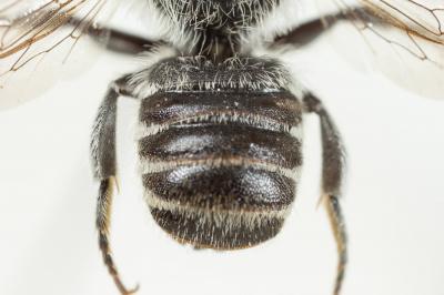  Megachile rotundata (Fabricius, 1793)