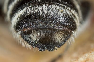  Megachile rotundata (Fabricius, 1793)