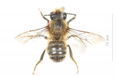  Megachile rufescens (Pérez, 1879)