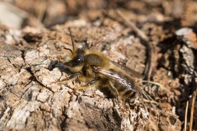  Megachile rufescens (Pérez, 1879)