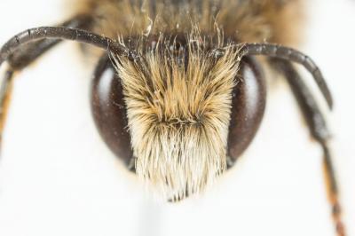  Megachile rufescens (Pérez, 1879)