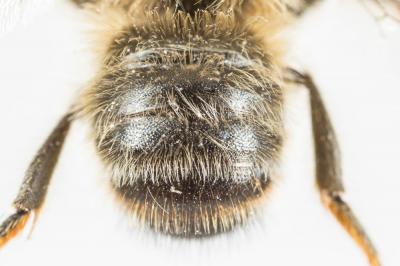 Megachile rufescens (Pérez, 1879)