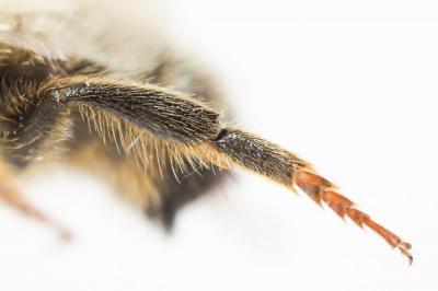  Megachile rufescens (Pérez, 1879)