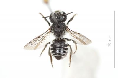  Megachile apicalis Spinola, 1808