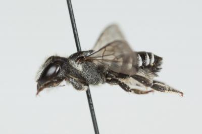  Megachile apicalis Spinola, 1808