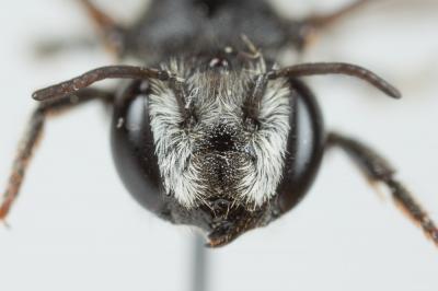  Megachile apicalis Spinola, 1808