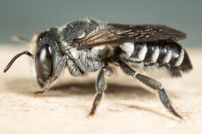  Megachile apicalis Spinola, 1808