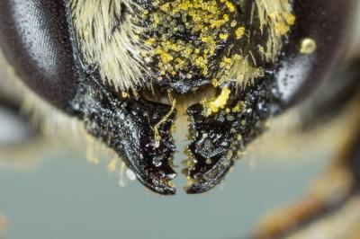  Megachile apicalis Spinola, 1808
