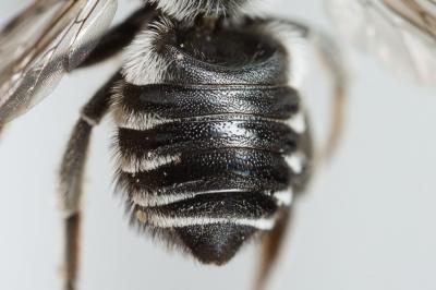  Megachile apicalis Spinola, 1808
