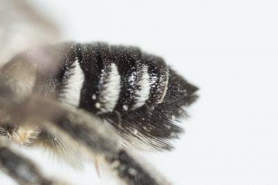  Megachile apicalis Spinola, 1808