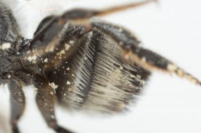  Megachile apicalis Spinola, 1808