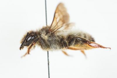  Megachile pyrenaica Lepeletier, 1841