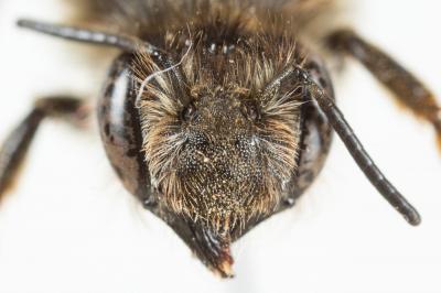  Megachile pyrenaica Lepeletier, 1841