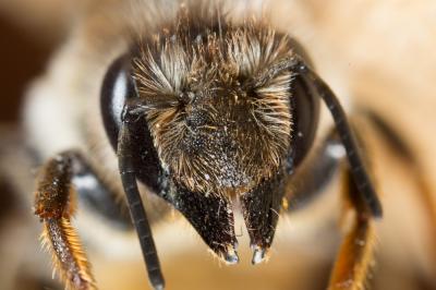  Megachile pyrenaica Lepeletier, 1841