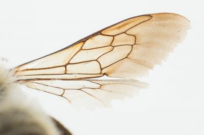  Megachile pyrenaica Lepeletier, 1841