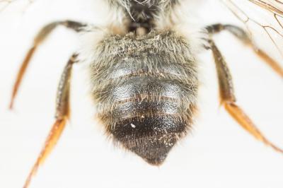  Megachile pyrenaica Lepeletier, 1841