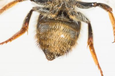  Megachile pyrenaica Lepeletier, 1841