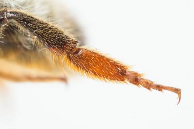  Megachile pyrenaica Lepeletier, 1841