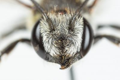  Megachile rotundata (Fabricius, 1793)