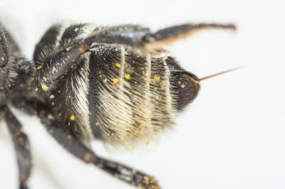  Megachile rotundata (Fabricius, 1793)