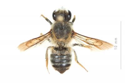  Megachile rufescens (Pérez, 1879)