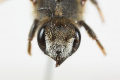  Megachile rufescens (Pérez, 1879)
