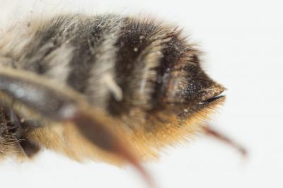  Megachile rufescens (Pérez, 1879)