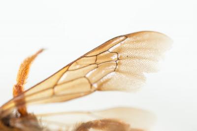  Megachile sicula (Rossi, 1792)