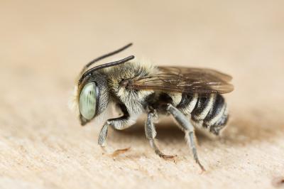  Megachile apicalis Spinola, 1808