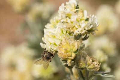 Abeille domestique, Abeille européenne, Abeille me Apis mellifera Linnaeus, 1758