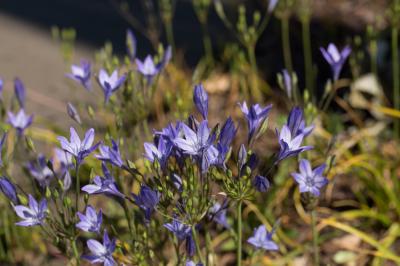  Triteleia laxa