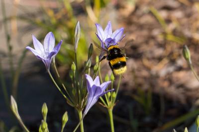 Bourdon terrestre (Le) Bombus terrestris (Linnaeus, 1758)