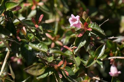  Abelia R.Br., 1818
