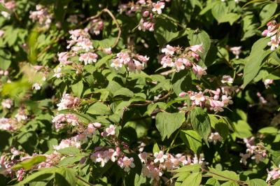  Abelia R.Br., 1818
