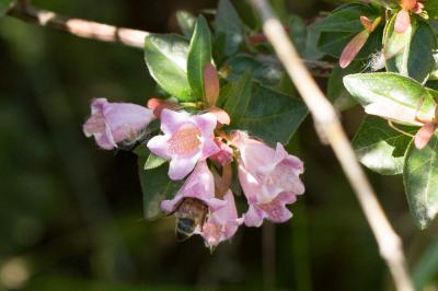 Abeille domestique, Abeille européenne, Abeille me Apis mellifera Linnaeus, 1758