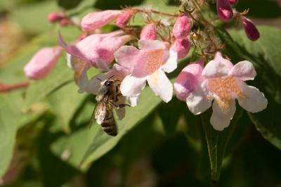 Abeille domestique, Abeille européenne, Abeille me Apis mellifera Linnaeus, 1758