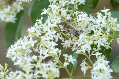  Ligustrum japonicum Thunb., 1780
