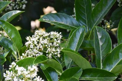  Ligustrum japonicum Thunb., 1780