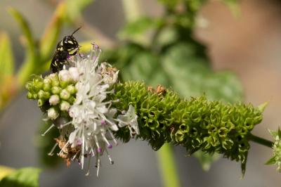  Hylaeus pictipes Nylander, 1852