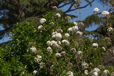  Viburnum x burkwoodii