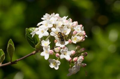  Viburnum x burkwoodii