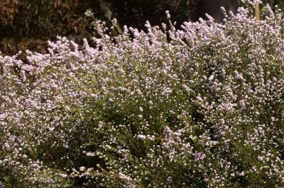  Diosma hirsuta \'Pink Fountain\'