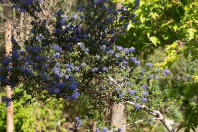 Céanothe Ceanothus impressus Trel., 1888