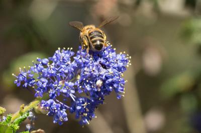 Abeille domestique, Abeille européenne, Abeille me Apis mellifera Linnaeus, 1758