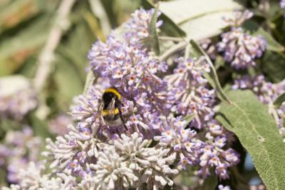  Buddleja salviifolia (L.) Lam., 1785